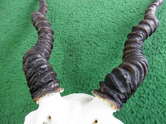 ◇即納 ブラックバック スカルホーン◇ - 頭骨・骨格標本・剥製販売