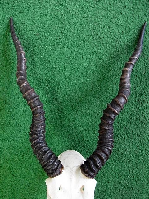 ◇即納 ブラックバック スカルホーン◇ - 頭骨・骨格標本・剥製販売