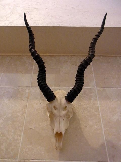 ◇即納 ブラックバック スカルホーン◇ - 頭骨・骨格標本・剥製販売