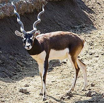 ◇即納 ブラックバック スカルホーン◇ - 頭骨・骨格標本・剥製販売