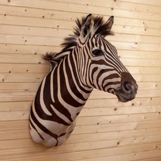 サバンナシマウマ(ショルダーマウント)剥製 - 頭骨・骨格標本 サバンナシマウマ(ショルダーマウント)剥製 - 頭骨・骨格標本