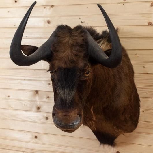 オグロヌー（ショルダーマウント）剥製 A - 頭骨・骨格標本・剥製販売
