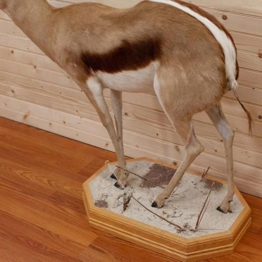 希少　毛皮(スプリングボック)の敷物 ❣❣希少❣❣ 毛皮(スプリングボック)の敷物 楽天市場】毛皮 用