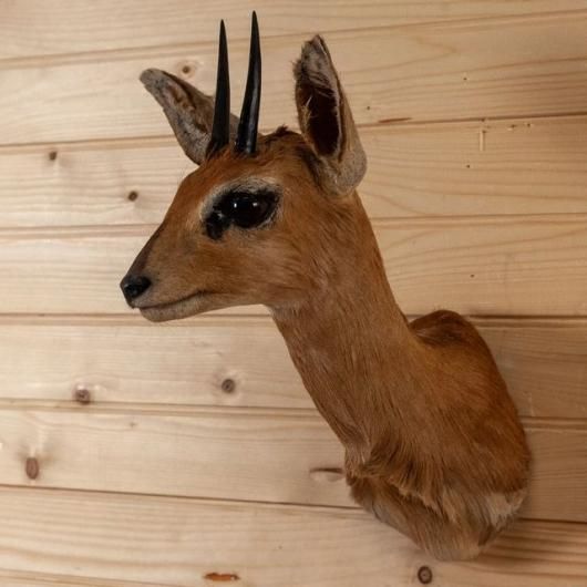 スプリングボック（ショルダーマウント）剥製 スティーンボック（ショルダーマウント）剥製 - 頭骨・骨格標本