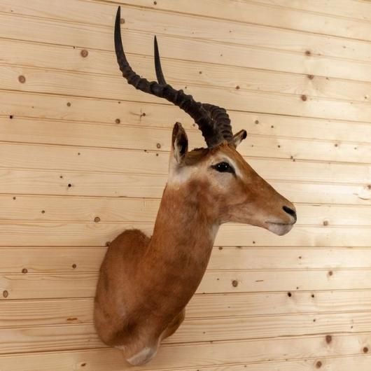 スプリングボック（ショルダーマウント）剥製