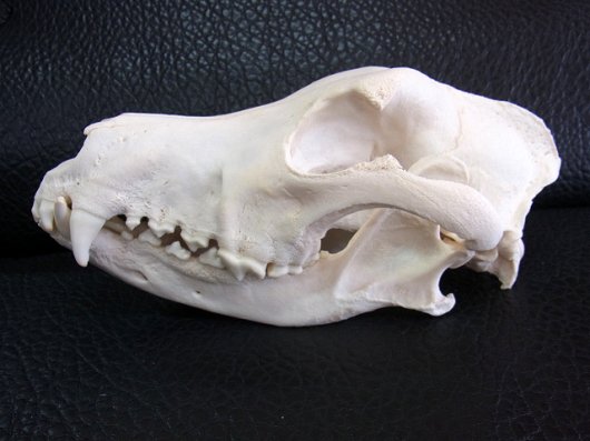 頭骨　犬　頭蓋骨　ウルフドッグ？