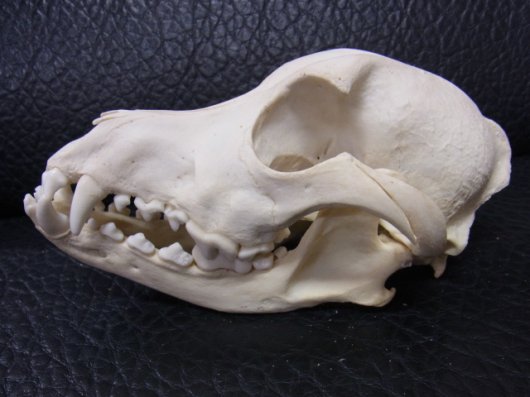 ☆即納☆高品質 小型犬（大）頭骨☆ - 頭骨・骨格標本・剥製販売 