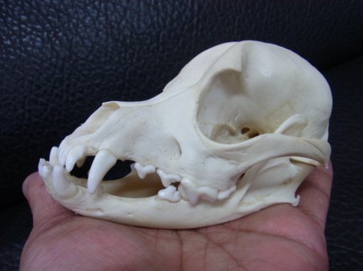 ☆即納☆高品質 小型犬（小）頭骨☆ - 頭骨・骨格標本・剥製販売 