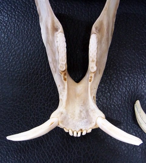 ☆即納☆迫力サイズ！ イボイノシシ 成獣の頭骨 - 頭骨・骨格標本 