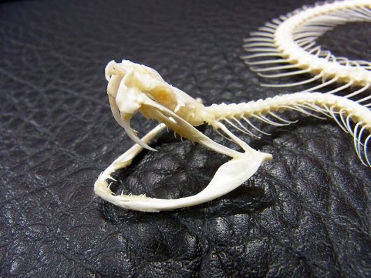 「緑の毒牙」 シロクチアオハブ 骨格標本