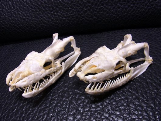 ☆即納☆アミメニシキヘビの頭骨 10.5ｃｍ☆ - 頭骨・骨格標本・剥製