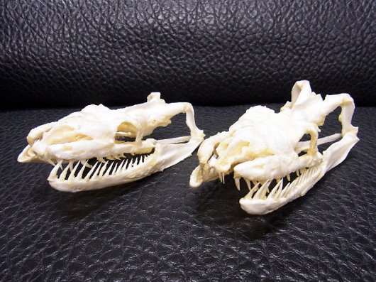 ☆即納☆アミメニシキヘビの頭骨 10.5ｃｍ☆ - 頭骨・骨格標本・剥製 