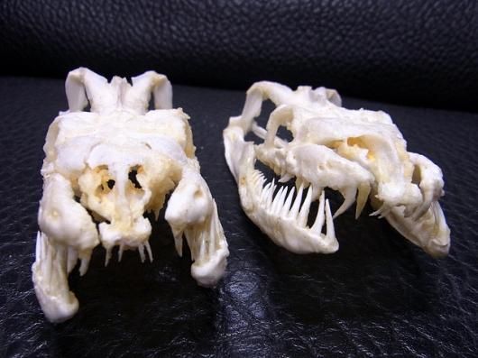 ☆即納☆アミメニシキヘビの頭骨 10.5cm☆ - 頭骨・骨格標本 ☆即納☆アミメニシキヘビの頭骨 10.5cm☆ - 頭骨・骨格標本