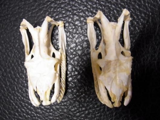 アミメニシキヘビ（Reticulated python）頭骨 10.5cm