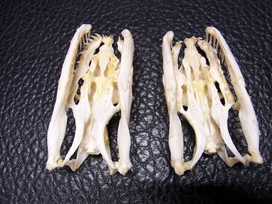 ☆即納☆アミメニシキヘビの頭骨 10.5cm☆ - 頭骨・骨格標本 ☆即納☆アミメニシキヘビの頭骨 10.5cm☆ - 頭骨・骨格標本