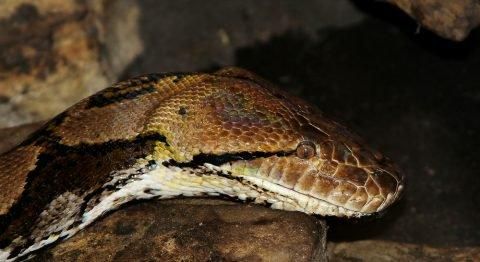 アミメニシキヘビ（Reticulated python）頭骨 10.5cm