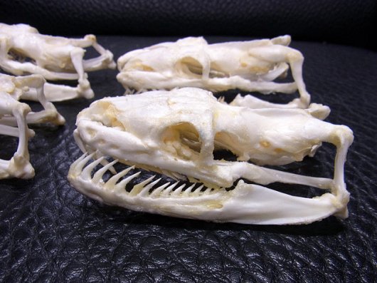 ☆即納☆アミメニシキヘビの頭骨 9ｃｍ☆ - 頭骨・骨格標本・剥製販売