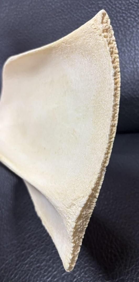 ☆即納☆ レア！ キリン ☆ 肩甲骨（Shoulder Blade bone） - 頭骨