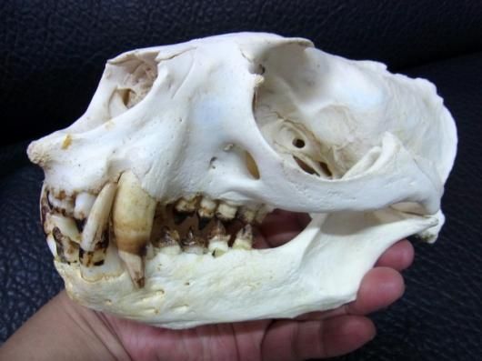 高品質 オポッサムの頭骨 ★ M サイズ ☆ 即納 ☆ 大迫力！59cm 馬（Czech Warmblood）の頭骨 - 頭骨