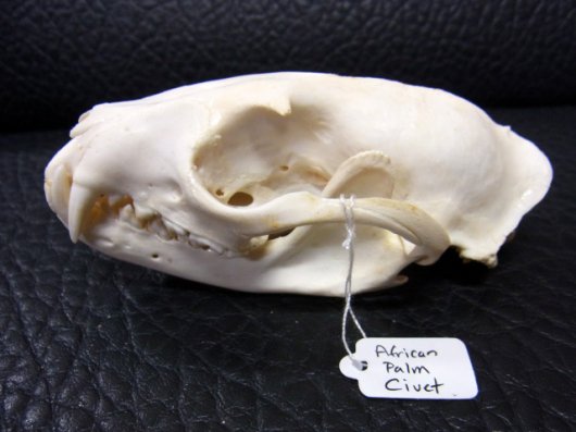豪華で新しい 頭骨 標本 アフリカジャコウネコ - アンティーク 