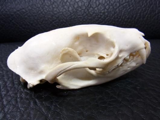 高品質！ネコの頭骨　３点セット　SKULLS UNLIMITED社 Amazon.co.jp: Skeleton Cat スケルトン猫♪ハロウィン♪クリスマス