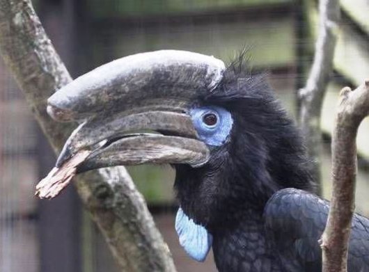 ☆即納☆ クロコブサイチョウ ♂♀ペア 頭骨 - 頭骨・骨格標本・剥製