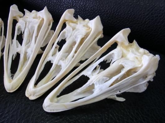 ☆即納☆ 特大！ ダチョウ Ostrich の頭骨 - 頭骨・骨格標本