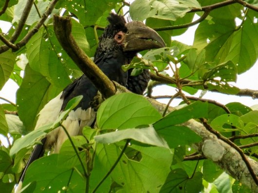 ☆即納☆ 良品！ モモジロサイチョウ（メス） 頭骨 - 頭骨・骨格標本