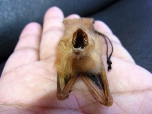 即納☆ ぶらぶら インドヒオドシコウモリ剥製標本 タイプA - 頭骨