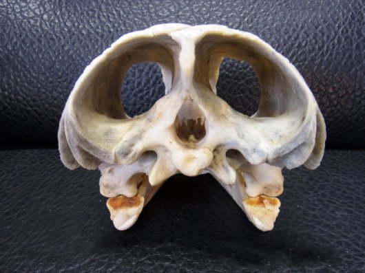 即納☆特大２０ｃｍ アオウミガメ 頭骨 - 頭骨・骨格標本・剥製販売 