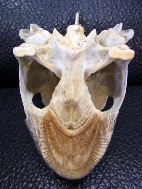 即納☆特大20cm アオウミガメ 頭骨 - 頭骨・骨格標本・剥製
