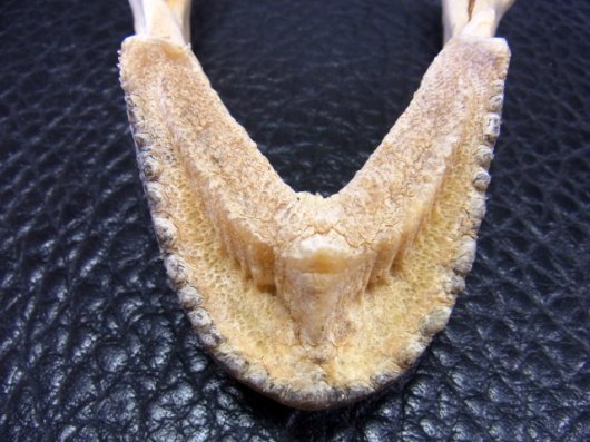 即納☆特大２０ｃｍ アオウミガメ 頭骨 - 頭骨・骨格標本・剥製販売 
