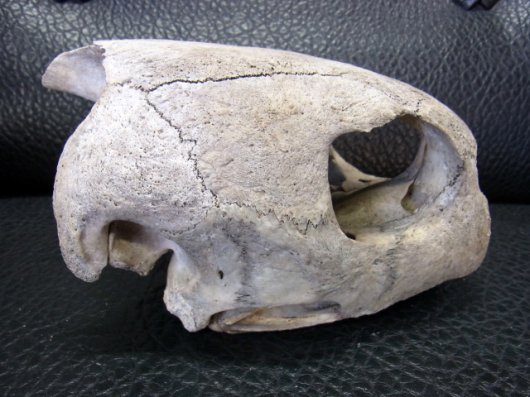 即納☆特大２０ｃｍ アオウミガメ 頭骨 D - 頭骨・骨格標本・剥製販売 