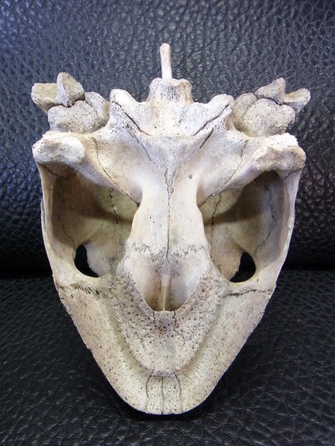 特大２０ｃｍ アオウミガメ 頭骨