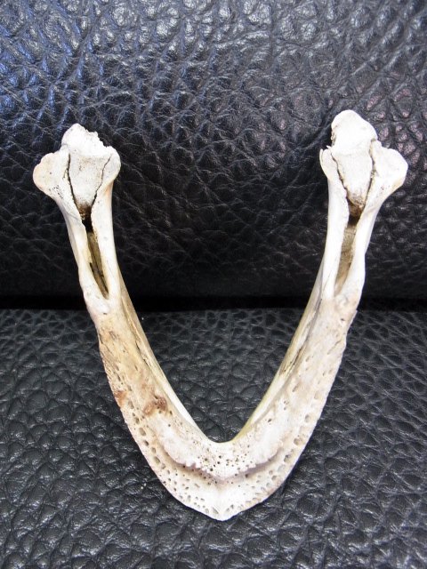 即納☆特大２０ｃｍ アオウミガメ 頭骨 D - 頭骨・骨格標本・剥製販売 