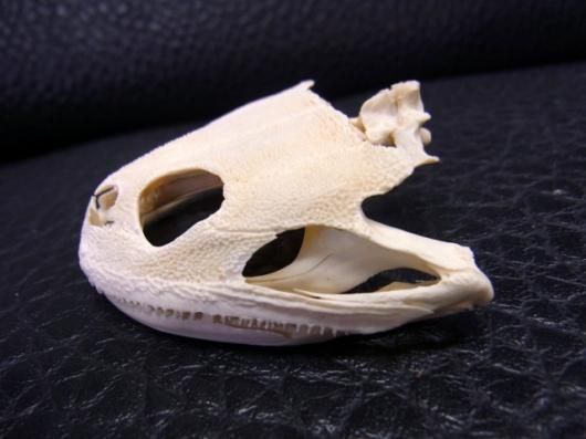 骨格標本 バジェットガエル カエル 蛙 革 皮 骨格標本 バジェットガエル カエル 蛙 革 皮 - メルカリ