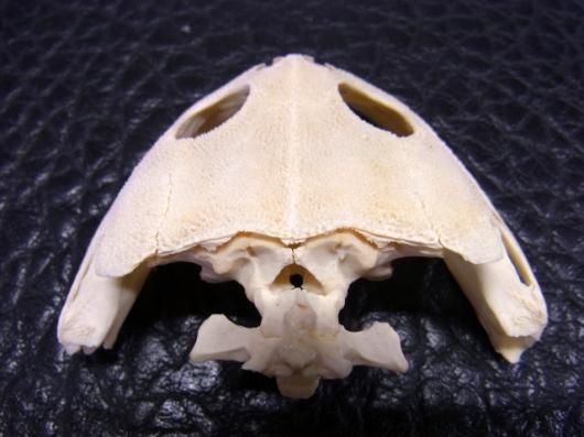 即納☆ レア！ バジェットカエル（マルメタピオカガエル）頭骨