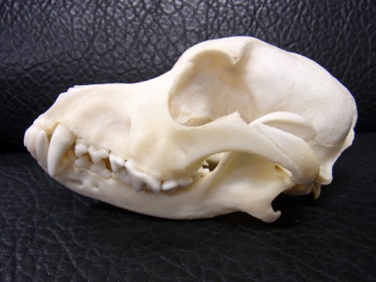 即納 高品質 小型犬の頭骨 B 頭骨 骨格標本 剥製販売 Core Box