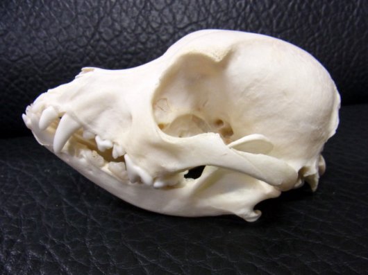 ☆即納☆高品質 小型犬の頭骨 ☆ C - 頭骨・骨格標本・剥製販売 【Core 