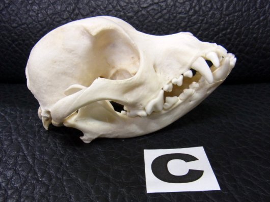 即納 高品質 小型犬の頭骨 C 頭骨 骨格標本 剥製販売 Core Box