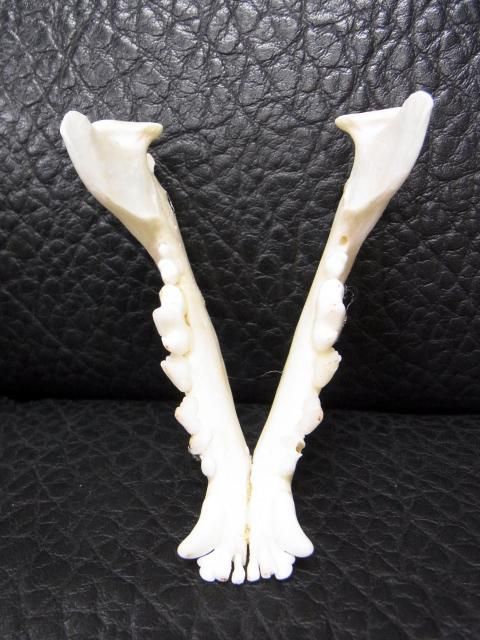 ☆即納☆高品質 小型犬の頭骨 ☆ C - 頭骨・骨格標本・剥製販売