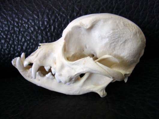 即納 高品質 小型犬の頭骨 D 頭骨 骨格標本 剥製販売 Core Box