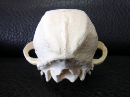☆即納☆高品質 小型犬の頭骨 ☆ D - 頭骨・骨格標本・剥製販売 【Core