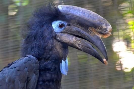 特大！ シワコブサイチョウ（オス）頭骨 ☆即納☆ クロコブサイチョウ（オス） 頭骨 - 頭骨・骨格標本