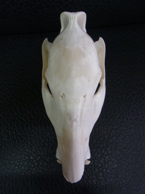 高品質 イボイノシシ 成獣の頭骨（Lサイズ）※捕獲データ付