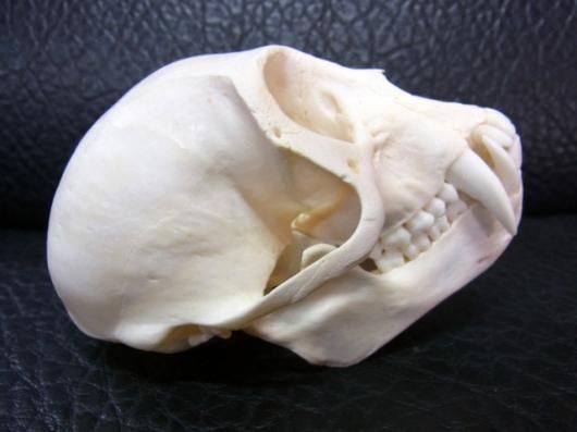 即納☆高品質 ベルベットモンキー（オス）頭骨☆A - 頭骨・骨格標本