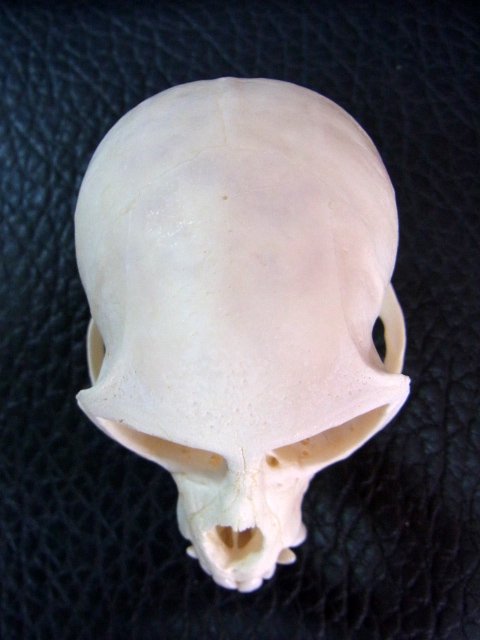 高品質 ベルベットモンキー 頭骨 - 置物
