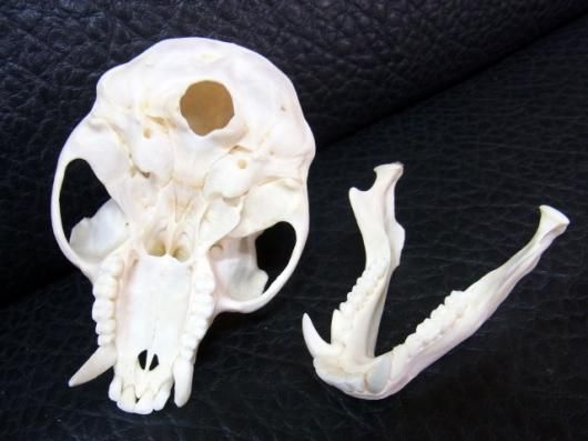 即納☆高品質 ベルベットモンキー（オス）頭骨☆A - 頭骨・骨格標本