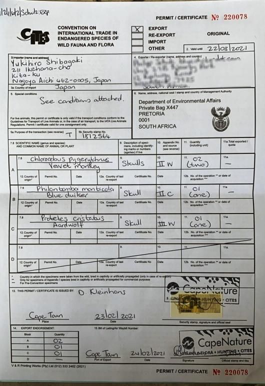 即納☆高品質 ベルベットモンキー（オス）頭骨☆A - 頭骨・骨格標本