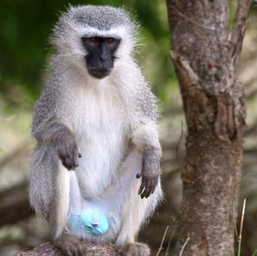 即納☆高品質 ベルベットモンキー（オス）頭骨☆A - 頭骨・骨格標本